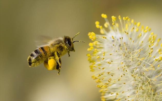 Έρχεται το τέλος των μελισσών;