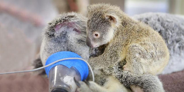 Μωρό κοάλα αγκαλιάζει τη μαμά του που κάνει σοβαρή εγχείρηση (εικόνες)