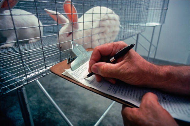 Νέα Ζηλανδία: Ποινικό αδίκημα με πρόστιμο 500.000 δολάρια τα πειράματα σε ζώα