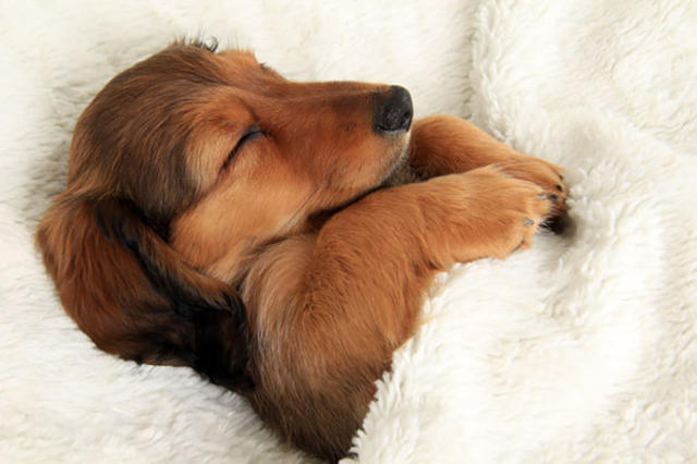 10 υπναρούδικα σκυλιά που δεν θα σε αφήσουν με τίποτα να κοιμηθείς απόψε στο κρεβάτι σου (φωτο)
