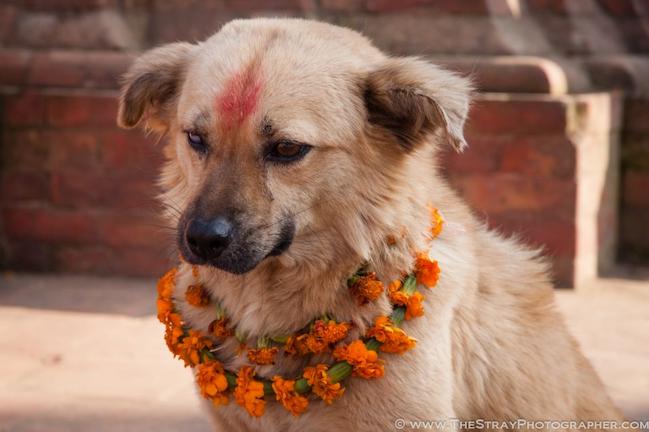 Στο Νεπάλ διοργανώνουν φεστιβάλ για να ευχαριστήσουν τα σκυλιά που είναι φίλοι των ανθρώπων! (βίντεο - φωτογραφίες)