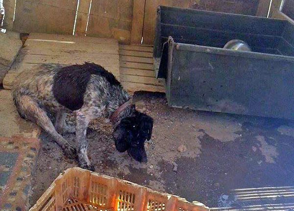 Έσωσαν τα σκυλιά από το καταφύγιο στο Βύρωνα