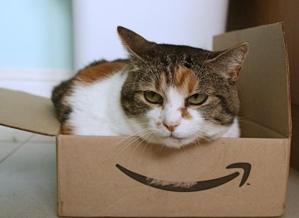 Γιατί οι γάτες έχουν εμμονή με τα κουτιά;