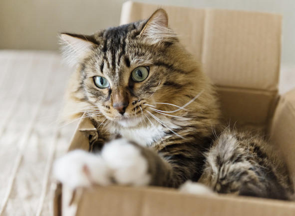 Γιατί οι γάτες έχουν εμμονή με τα κουτιά;