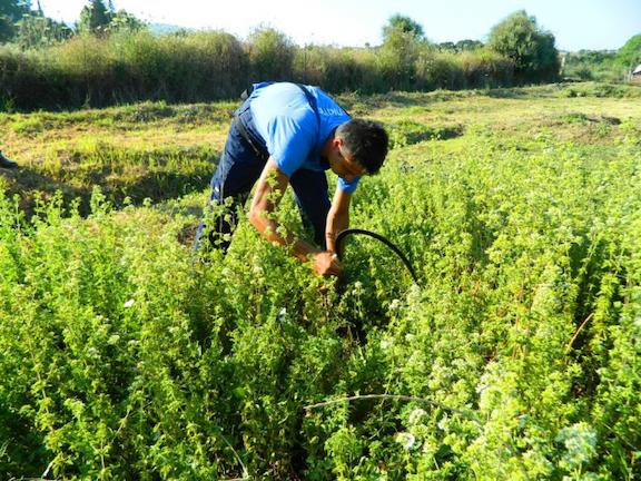 ΕΛΓΟ «Δήμητρα»: Κατάρτιση αγροτών για την ορθολογική χρήση των φυτοφαρμάκων