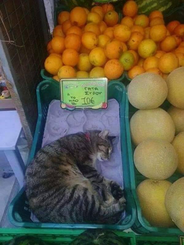 Η φωτογραφία της ημέρας: Ο πιο φιλόζωος μανάβης! Η φωτογραφία της ημέρας: Ο πιο φιλόζωος μανάβης!