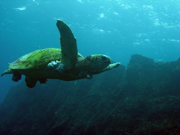 Οι πεζοναύτες προστατεύουν τις θαλάσσιες χελώνες που βρίσκονται σε κίνδυνο!