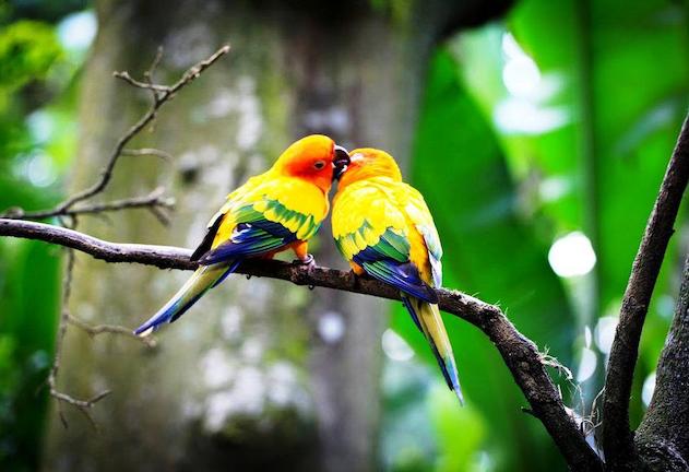 ΔΩΡΕΑΝ | Μια βιβλιοθήκη με τους ήχους της φύσης