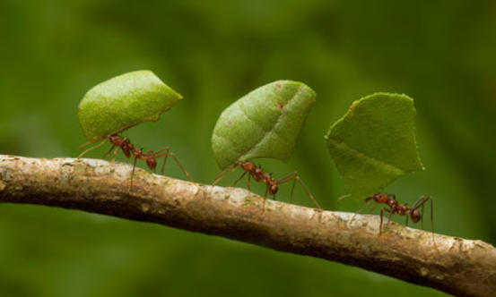 Βιετνάμ: Οι αγρότες δεν χρησιμοποιούν φάρμακα και εντομοκτόνα αλλά μυρμήγκια - φρουρούς