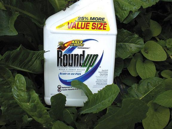 Καρκινογόνο το ζιζανιοκτόνο RoundUp της Monsanto