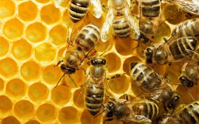 Αδιαφορία της Ευρωπαϊκής Επιτροπής για τη μείωση του αριθμού των μελισσών