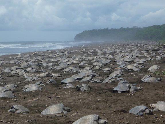 Το ωραιότερο οικολογικό βίντεο: Χιλιάδες θαλάσσιες χελώνες στις ακτές της Κόστα Ρίκα