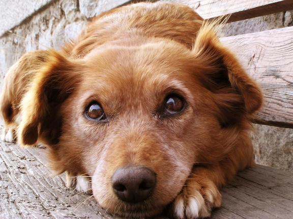 SOS Αδέσποτα Βριλησσίων: Θάνατος σκύλου από επικίνδυνη χημική ουσία
