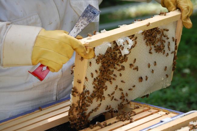 Δωρεάν διαδικτυακό σεμινάριο για την αστική μελισσοκομία (φόρμα συμμετοχής)