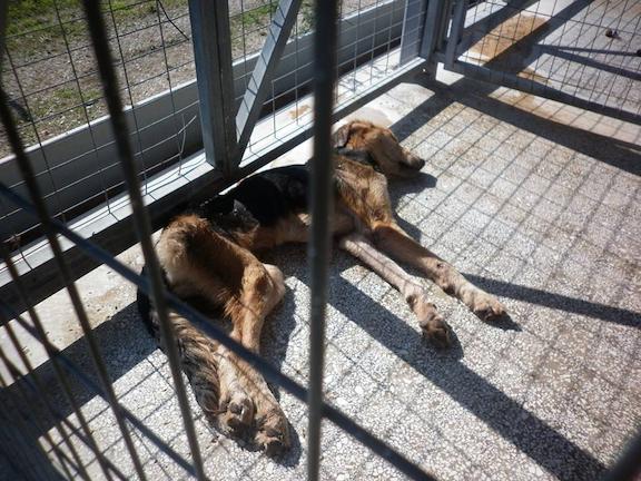 Εικόνες φρίκης στο δημοτικό καταφύγιο ζώων στον Βόλο