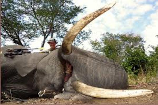 Θύμα κυνηγιού και ο μεγαλύτερος ελέφαντας στη Ζιμπάμπουε