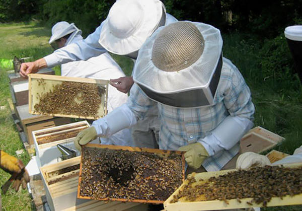 Δωρεάν μαθήματα μελισσοκομίας