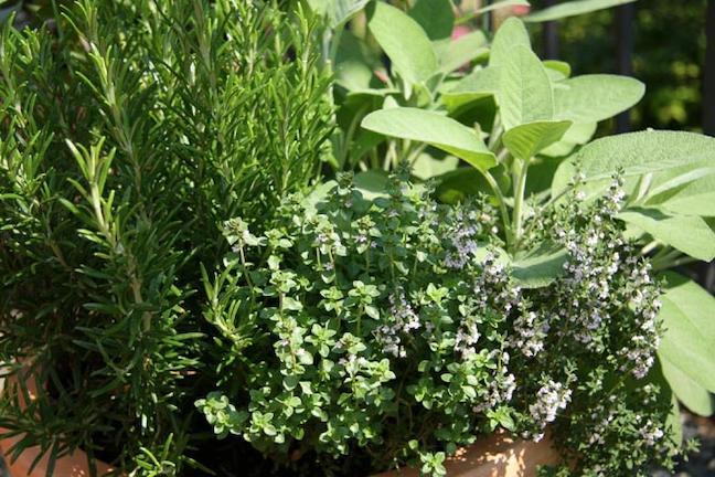 Δωρεάν σεμινάρια για αρωματικά φυτά και βότανα