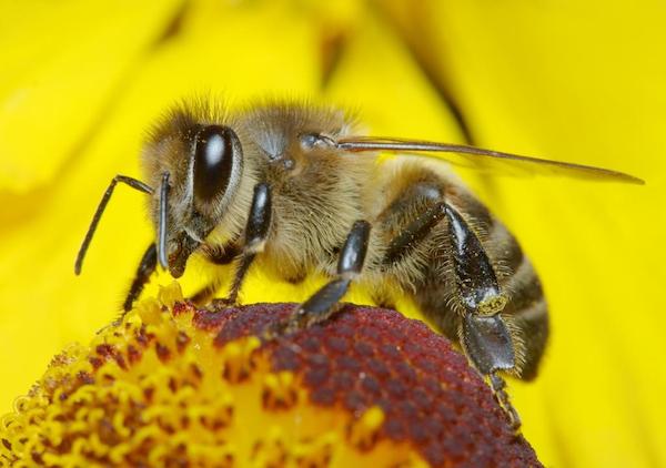 5 απλοί τρόποι για να βοηθήσετε τις μέλισσες