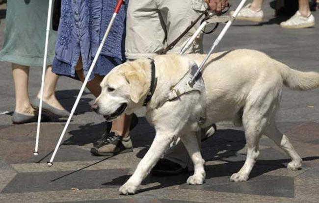 Κανόνες συμπεριφοράς προς τους σκύλους-οδηγούς και τους τυφλούς χειριστές τους