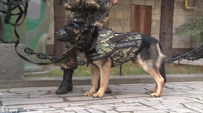 Τα αστυνομικά σκυλιά στη Ρωσία θα φοράνε την δικιά τους πανοπλία (ΦΩΤΟ+ΒΙΝΤΕΟ)