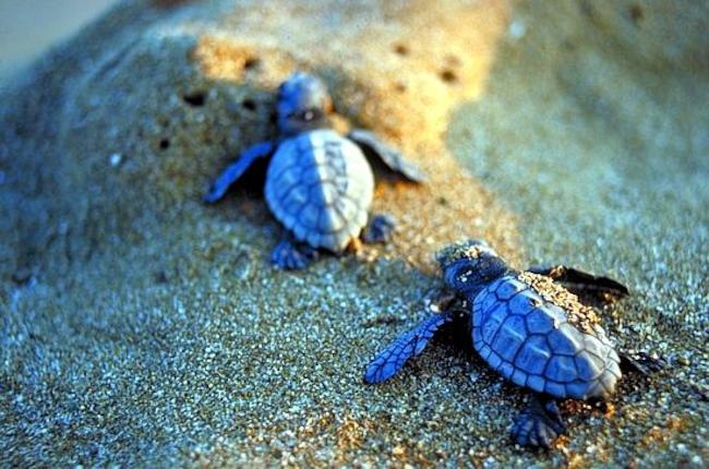 Καλά νέα για τις θαλάσσιες χελώνες καρέτα καρέτα!