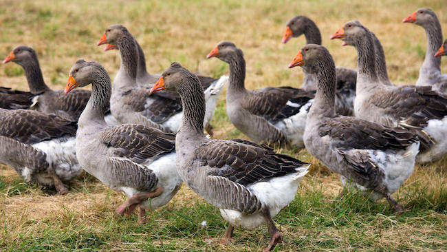Μπλόκο από οκτώ χώρες σε γαλλικά πουλερικά λόγω της γρίπης των πτηνών