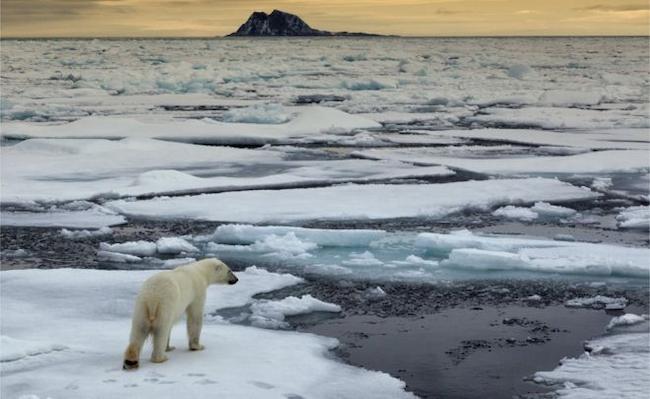 Μία στις τρεις πολικές αρκούδες θα εξαφανιστεί λόγω κλιματικής αλλαγής ως το 2050