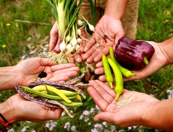 Τα είδη των σπόρων - Τι πρέπει να γνωρίζουν οι νέοι καλλιεργητές