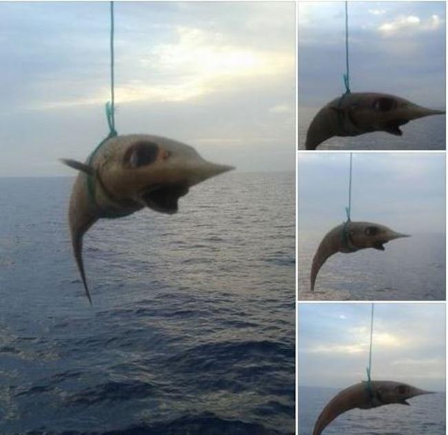 Κύμη: Τι είναι αυτό το περίεργο ψάρι που πιάστηκε στα δίχτυα; ΦΩΤΟΓΡΑΦΙΕΣ ‬