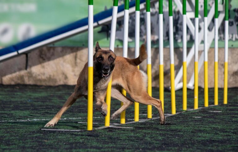 Στις 22 και 23 Απριλίου το συναρπαστικό άθλημα σκύλων dog agility στο Γουδή