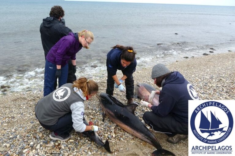 Μικροπλαστικοί ρύποι σε νεκρά δελφίνια, χελώνες και φώκιες στο ΒΑ Αιγαίο