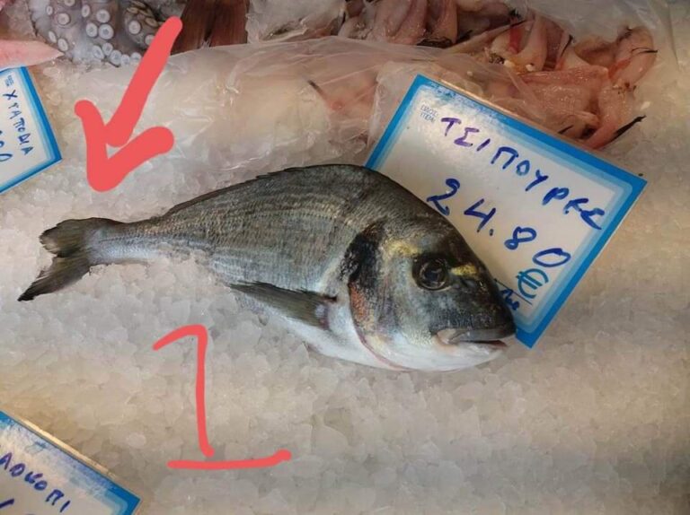 Πώς θα ξεχωρίζετε την αλανιάρα τσιπούρα από αυτή της ιχθυοκαλλιέργειας