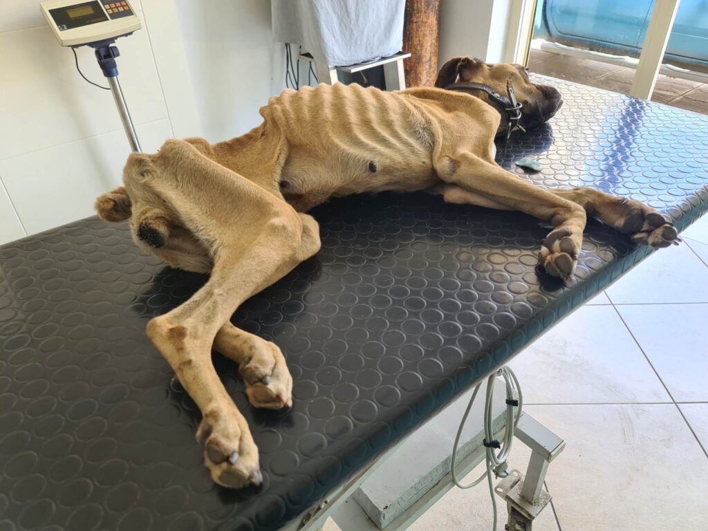 Σε κρίσιμη κατάσταση η Νίκη, το σκελετωμένο boxer που βρέθηκε αλυσοδεμένο στην Ζαχάρω