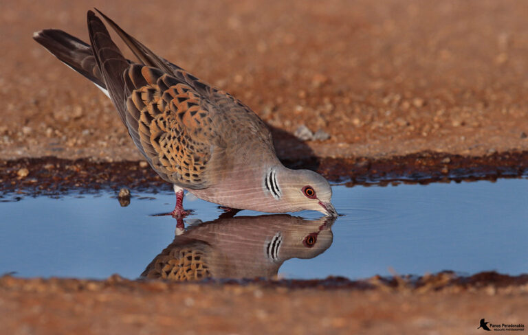 1 στα 6 Τρυγόνια της Ευρώπης σταματά στην Ελλάδα για ανεφοδιασμό