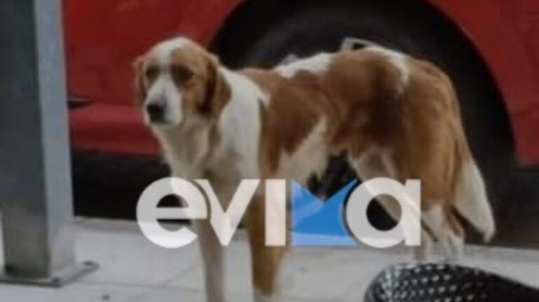 Φρίκη στην Εύβοια – Πυροβόλησαν το σκυλάκι-μασκότ της Κύμης