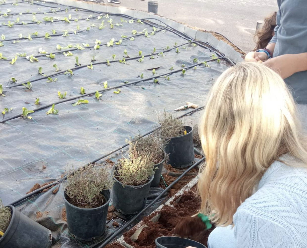 Μαθητές καλλιεργούν έναν από τους μεγαλύτερους σχολικούς αρωματολαχανόκηπους στη χώρα [photos]