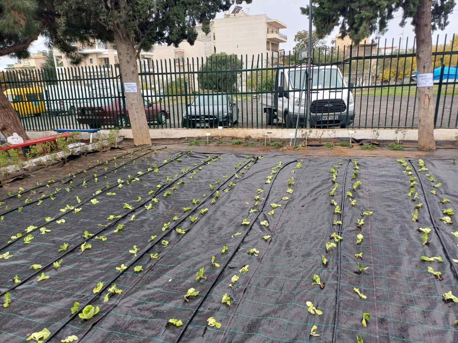 Μαθητές καλλιεργούν έναν από τους μεγαλύτερους σχολικούς αρωματολαχανόκηπους στη χώρα [photos]
