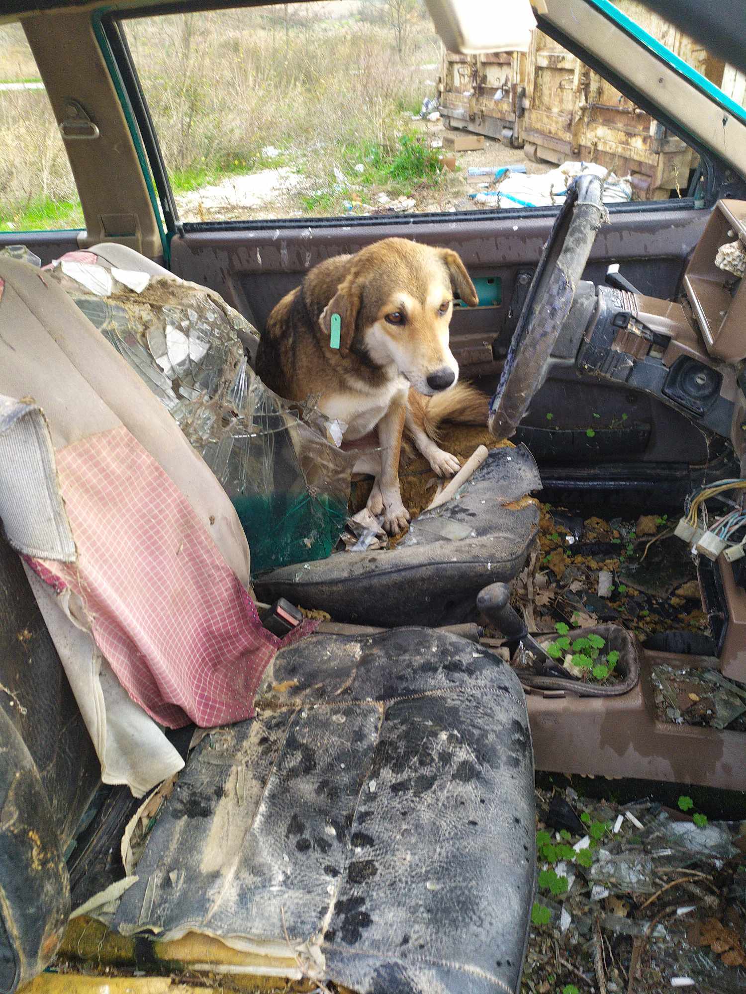 Φρικτές εικόνες στην Ξάνθη με 600 αδέσποτα σκυλιά που ζουν σε χωματερή