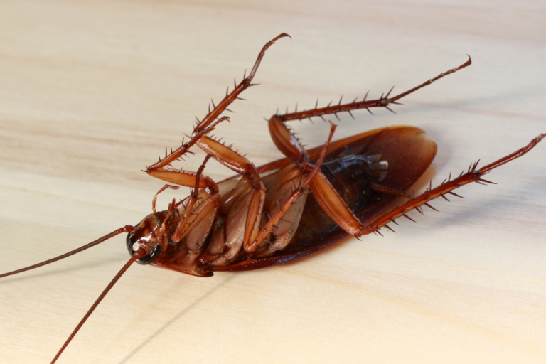 Απαλλαγή από κατσαρίδες στην κουζίνα – Πλήρης οδηγός για αποτελεσματικό και μακροχρόνιο έλεγχο