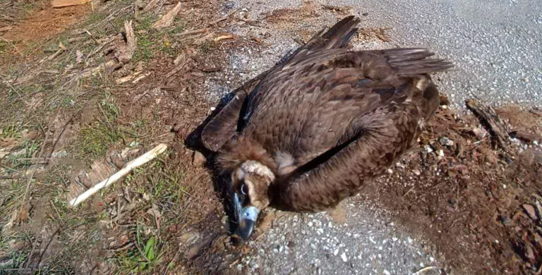 Πρωτοφανές έγκλημα μαζικής δηλητηρίασης άγριας ζωής
