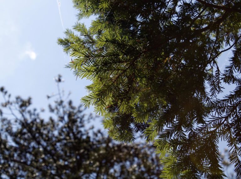 Έρευνα ΑΠΘ: Σπάνιο δέντρο των ελληνικών βουνών μπορεί να βοηθήσει στην ανάπτυξη αντικαρκινικών φαρμάκων