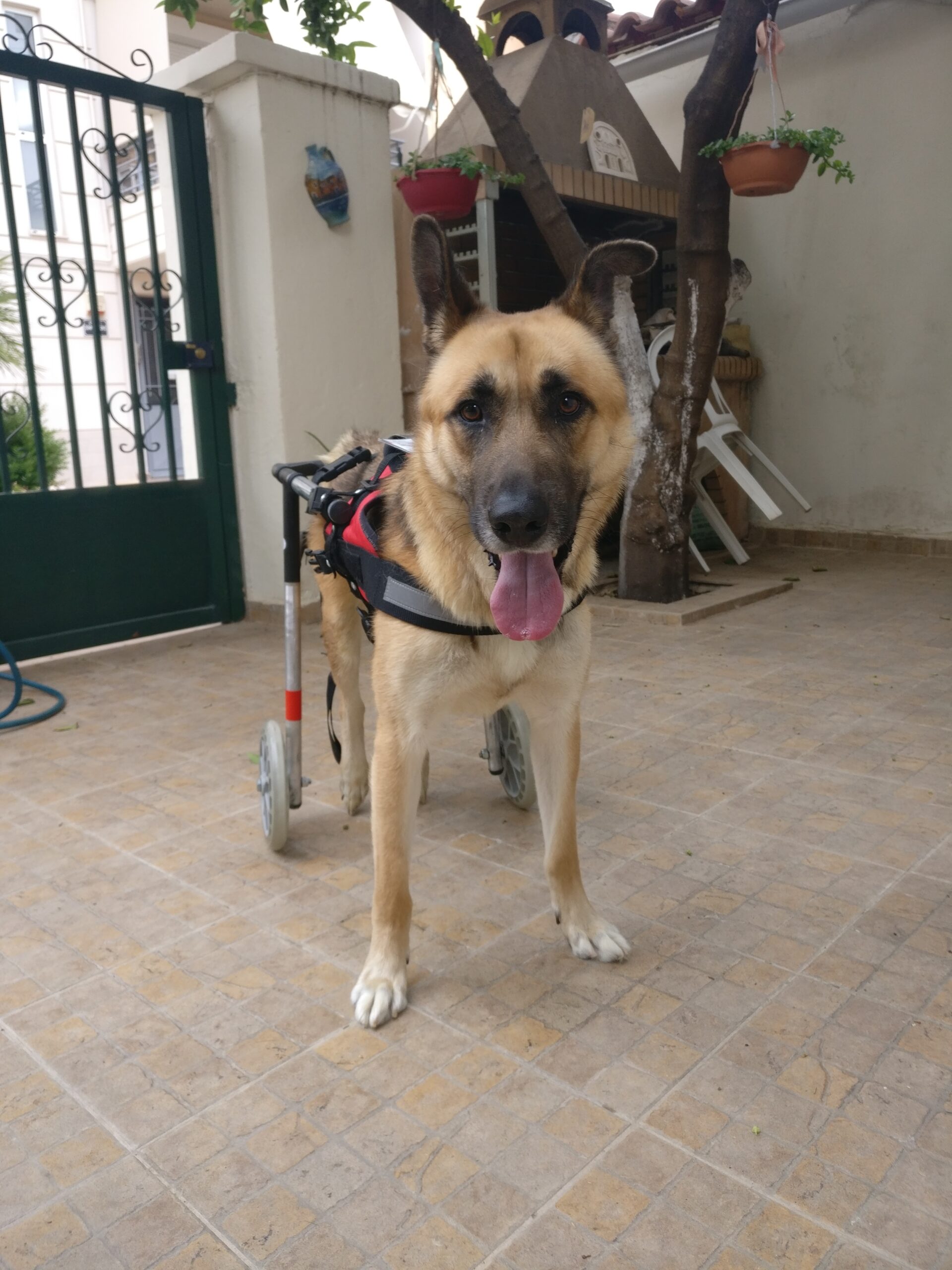 Pet Mobility: Η βραβευμένη ομάδα που χαρίζει ξανά κίνηση και αξιοπρέπεια σε ανάπηρα ζώα